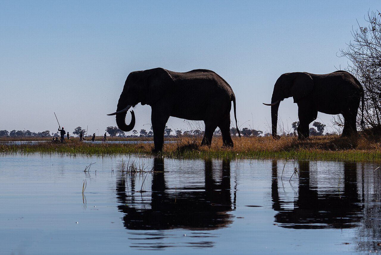 Botswana Safari