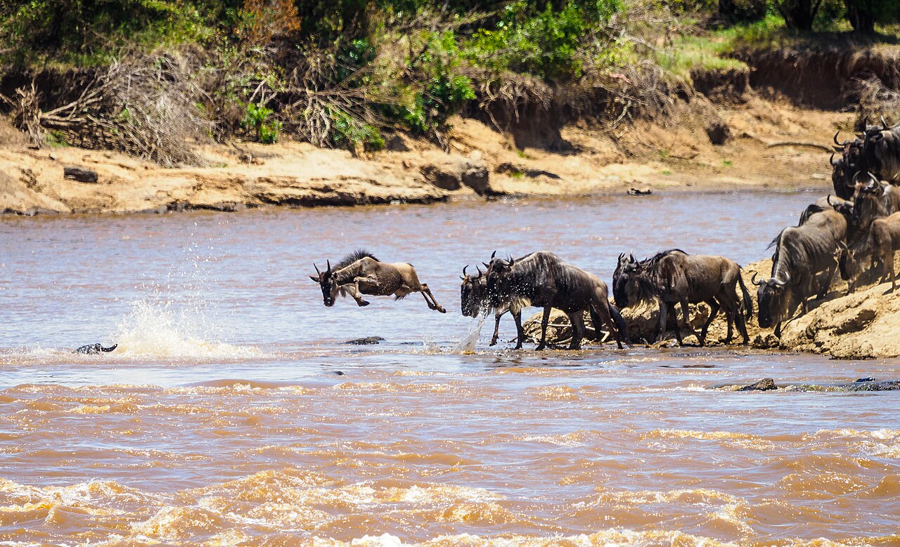 Kenia Safari