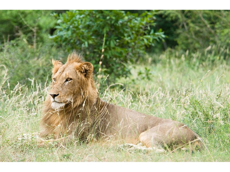 Sudáfrica Safari